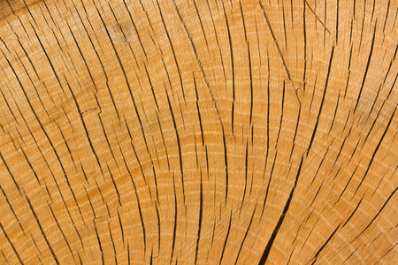 木材紋理 自然造物的印記與美學(xué)